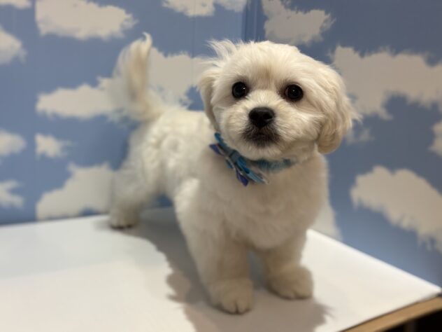 山形県のハーフ犬・ミックス犬 (アミーゴ山形南店/2025年11月16日生まれ/男の子/ホワイト)の子犬の2枚目の画像