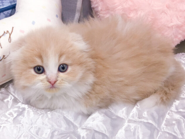 愛知県のスコティッシュフォールド (アミーゴ知立店/2026年1月11日生まれ/女の子/クリームタビーホワイト)の子猫の2枚目の画像