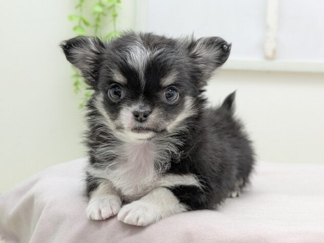 福島県のチワワ(ロング) (アミーゴ会津若松店/2026年1月18日生まれ/女の子/ブラッククリームホワイト)の子犬の3枚目の画像