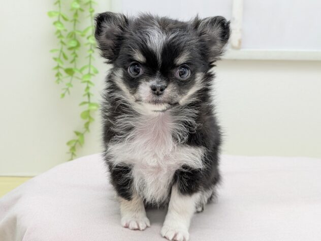 福島県のチワワ(ロング) (アミーゴ会津若松店/2026年1月18日生まれ/女の子/ブラッククリームホワイト)の子犬の2枚目の画像