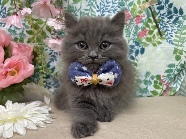 山形県のスコティッシュフォールド (アミーゴ酒田店/2025年12月20日生まれ/男の子/07 ブルー系)の子猫