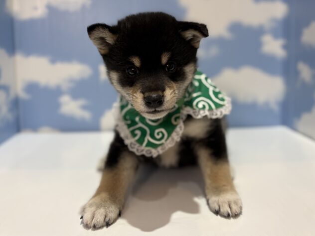 山形県の柴犬(標準サイズ) (アミーゴ山形南店/2026年1月12日生まれ/男の子/黒)の子犬