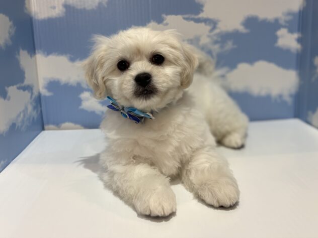 山形県のハーフ犬・ミックス犬 (アミーゴ山形南店/2025年11月16日生まれ/男の子/ホワイト)の子犬の1枚目の画像