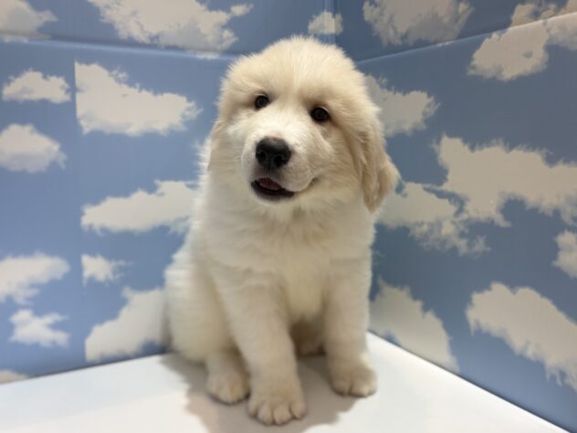 山形県のグレートピレニーズ (アミーゴ山形南店/2025年12月30日生まれ/男の子/ホワイト)の子犬