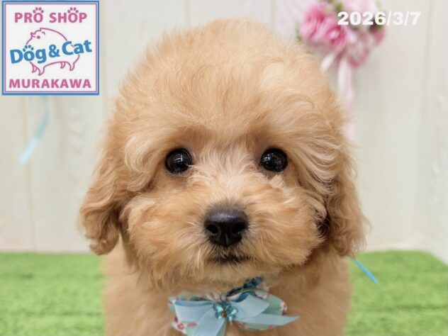 広島県のトイプードル(トイ) (アミーゴ大町店/2025年12月21日生まれ/男の子/アプリコット)の子犬