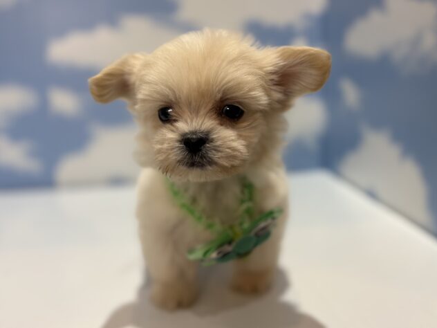 山形県のハーフ犬・ミックス犬 (アミーゴ山形南店/2026年3月11日生まれ/男の子/クリーム)の子犬の1枚目の画像