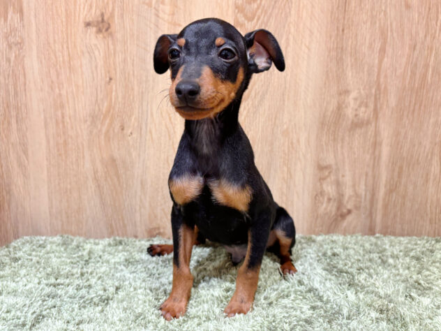広島県のミニチュアピンシャー (アミーゴ広島商工センター店/2025年12月29日生まれ/男の子/ブラックタン)の子犬の1枚目の画像