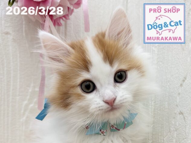 広島県のサイベリアン (アミーゴ大町店/2026年1月24日生まれ/男の子/レッドタビーホワイト)の子猫の1枚目の画像