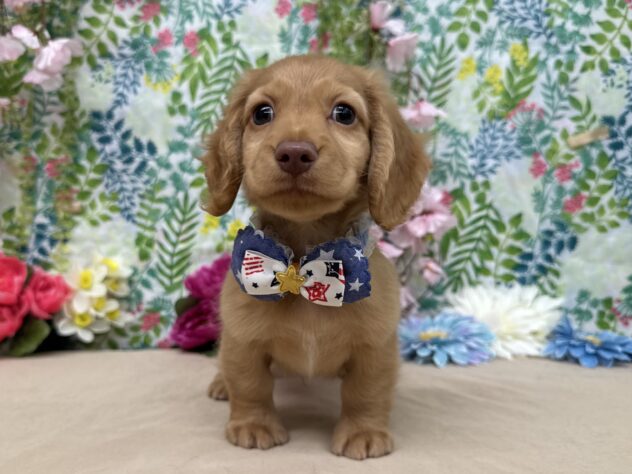 山形県のミニチュアダックスフンド(ロング) (アミーゴ酒田店/2025年12月28日生まれ/男の子/クリアレッド)の子犬