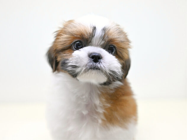 岡山県のシーズー (アミーゴ大安寺店/2025年12月30日生まれ/女の子/ゴールドホワイト)の子犬の2枚目の画像