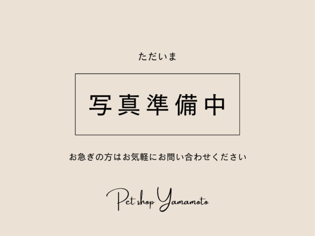 岡山県のトイプードル(トイ) (アミーゴ大安寺店/2026年1月4日生まれ/男の子/シルバー)の子犬