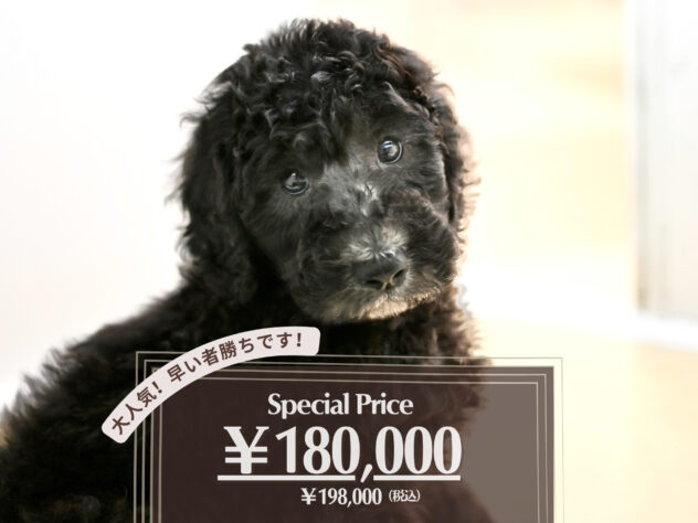 岡山県のスタンダードプードル (アミーゴ大安寺店/2026年1月27日生まれ/男の子/シルバー)の子犬