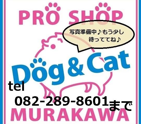 広島県のハーフ犬・ミックス犬 (アミーゴ温品店/2026年1月13日生まれ/男の子/ゴールデン)の子犬