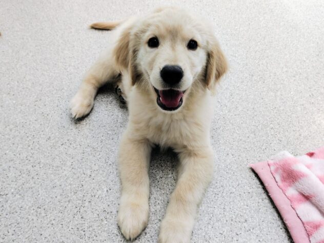 愛媛県のゴールデンレトリバー (アミーゴ今治店/2025年12月6日生まれ/男の子/ゴールデン)の子犬の4枚目の画像