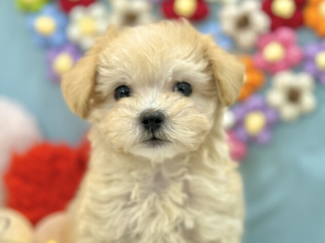 2025年12月27日生まれのマルプー(マルチーズ×プードル)