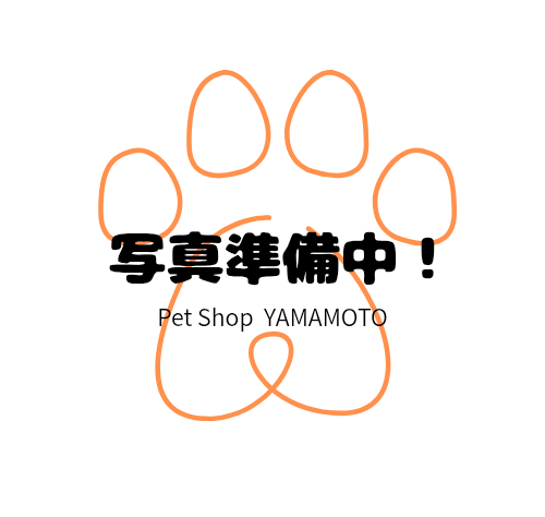 岡山県のハーフ犬・ミックス犬 (アミーゴ中庄店/2026年1月14日生まれ/女の子/06 ホワイト系)の子犬