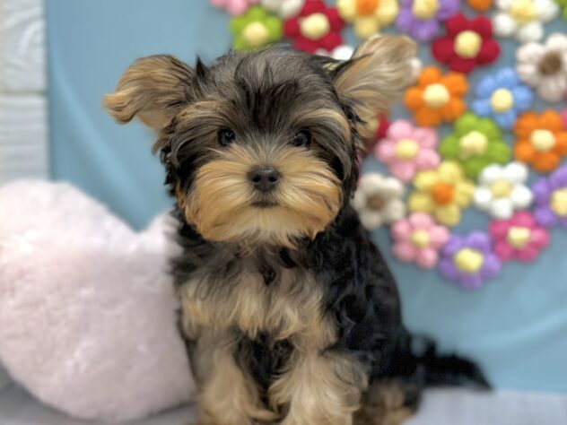 兵庫県のヨークシャーテリア (ワンキャラット アミーゴ姫路飾磨店/2025年12月12日生まれ/男の子/スチールブルータン)の子犬の3枚目の画像
