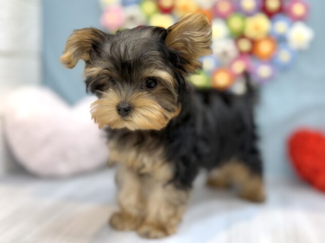 兵庫県のヨークシャーテリア (ワンキャラット アミーゴ姫路飾磨店/2025年12月12日生まれ/男の子/スチールブルータン)の子犬の2枚目の画像