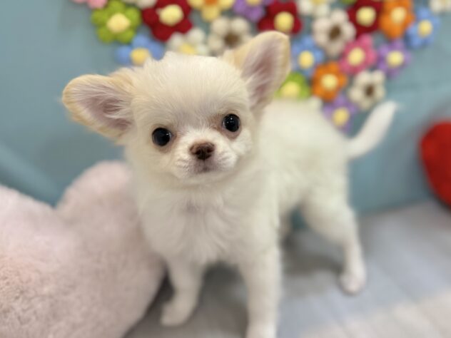 兵庫県のチワワ(ロング) (ワンキャラット アミーゴ姫路飾磨店/2025年12月4日生まれ/女の子/ホワイトクリーム)の子犬の2枚目の画像