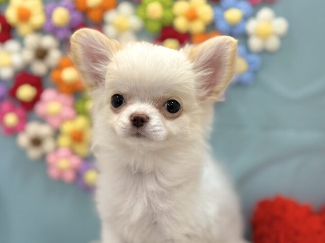 兵庫県のチワワ(ロング) (ワンキャラット アミーゴ姫路飾磨店/2025年12月4日生まれ/女の子/ホワイトクリーム)の子犬の1枚目の画像