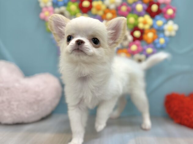 兵庫県のチワワ(ロング) (ワンキャラット アミーゴ姫路飾磨店/2025年12月4日生まれ/女の子/ホワイトクリーム)の子犬の3枚目の画像