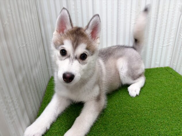 岡山県のシベリアンハスキー (アミーゴ倉敷店/2025年12月19日生まれ/女の子/シルバーホワイト)の子犬の3枚目の画像