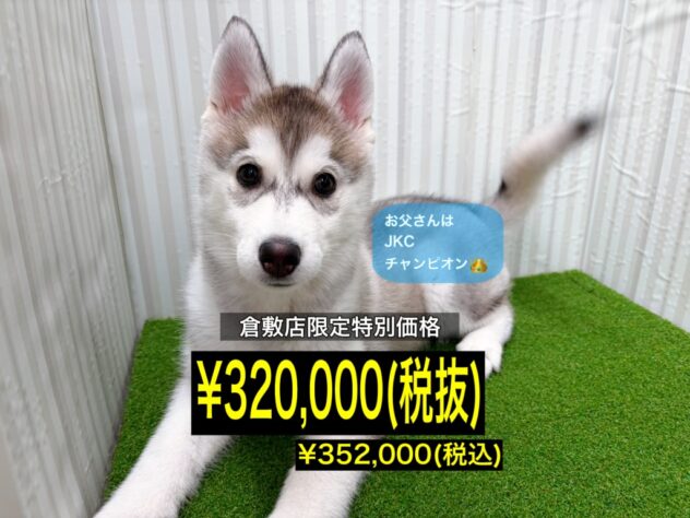 岡山県のシベリアンハスキー (アミーゴ倉敷店/2025年12月19日生まれ/女の子/シルバーホワイト)の子犬