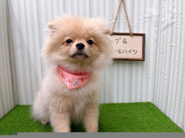 岡山県のポメラニアン (アミーゴ倉敷店/2025年9月23日生まれ/女の子/クリームセーブル)の子犬の2枚目の画像