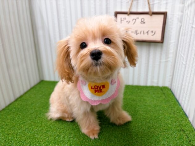 岡山県のハーフ犬・ミックス犬 (アミーゴ倉敷店/2025年10月18日生まれ/女の子/アプリコット)の子犬の2枚目の画像