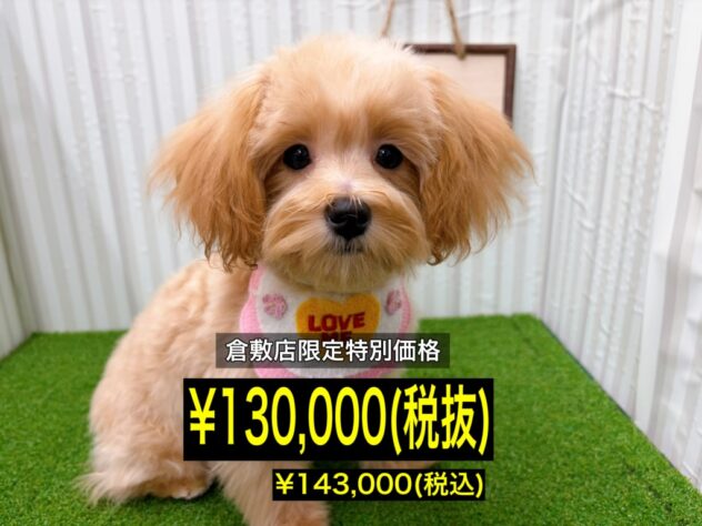 岡山県のハーフ犬・ミックス犬 (アミーゴ倉敷店/2025年10月18日生まれ/女の子/アプリコット)の子犬の1枚目の画像