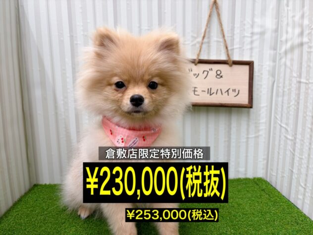 岡山県のポメラニアン (アミーゴ倉敷店/2025年9月23日生まれ/女の子/クリームセーブル)の子犬の1枚目の画像