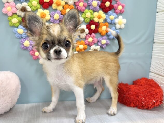 兵庫県のチワワ(ロング) (ワンキャラット アミーゴ姫路飾磨店/2025年10月31日生まれ/男の子/レッドホワイト)の子犬の4枚目の画像