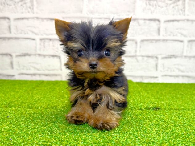 岡山県のヨークシャーテリア (アミーゴ妹尾店/2026年1月25日生まれ/男の子/スチールブルータン)の子犬