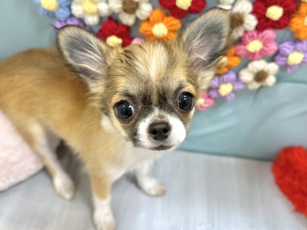 兵庫県のチワワ(ロング) (ワンキャラット アミーゴ姫路飾磨店/2025年10月31日生まれ/男の子/レッドホワイト)の子犬の2枚目の画像