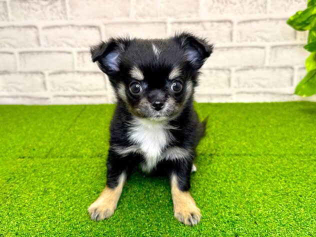 岡山県のチワワ(ロング) (アミーゴ妹尾店/2026年1月29日生まれ/女の子/ブラックタンホワイト)の子犬の1枚目の画像