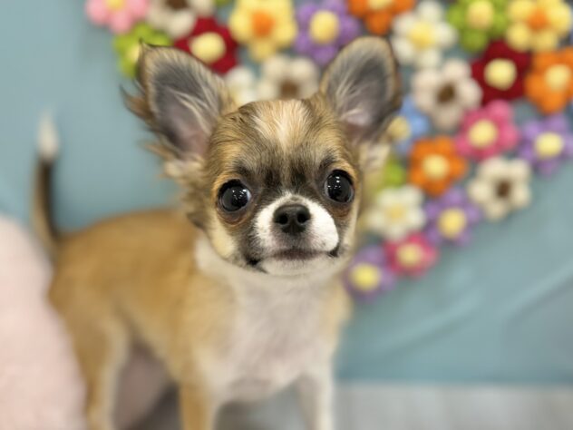 兵庫県のチワワ(ロング) (ワンキャラット アミーゴ姫路飾磨店/2025年10月31日生まれ/男の子/レッドホワイト)の子犬の1枚目の画像