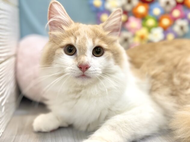 兵庫県のノルウェージャンフォレストキャット (ワンキャラット アミーゴ姫路飾磨店/2025年8月22日生まれ/男の子/クリームホワイト)の子猫の1枚目の画像