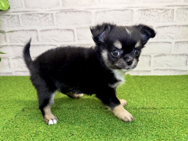 岡山県のチワワ(ロング) (アミーゴ妹尾店/2026年1月29日生まれ/女の子/ブラックタンホワイト)の子犬の2枚目の画像