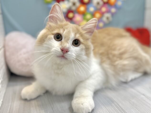 兵庫県のノルウェージャンフォレストキャット (ワンキャラット アミーゴ姫路飾磨店/2025年8月22日生まれ/男の子/クリームホワイト)の子猫の2枚目の画像