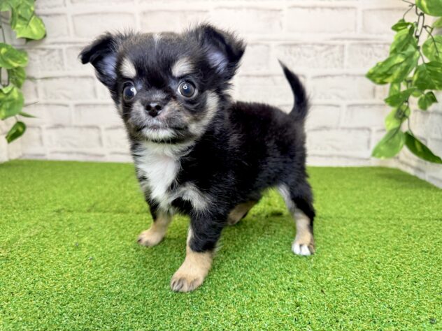 岡山県のチワワ(ロング) (アミーゴ妹尾店/2026年1月29日生まれ/女の子/ブラックタンホワイト)の子犬の3枚目の画像