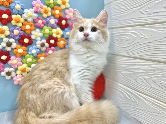 兵庫県のノルウェージャンフォレストキャット (ワンキャラット アミーゴ姫路飾磨店/2025年8月22日生まれ/男の子/クリームホワイト)の子猫の3枚目の画像