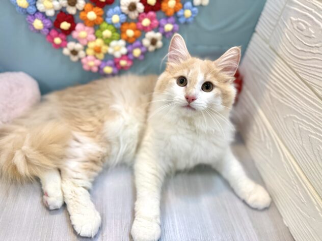 兵庫県のノルウェージャンフォレストキャット (ワンキャラット アミーゴ姫路飾磨店/2025年8月22日生まれ/男の子/クリームホワイト)の子猫の4枚目の画像