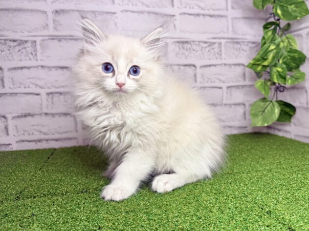 岡山県のラグドール (アミーゴ妹尾店/2026年1月21日生まれ/男の子/ブルーポイントバイカラー)の子猫の1枚目の画像