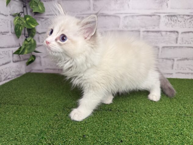 岡山県のラグドール (アミーゴ妹尾店/2026年1月21日生まれ/男の子/ブルーポイントバイカラー)の子猫の2枚目の画像