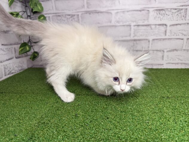 岡山県のラグドール (アミーゴ妹尾店/2026年1月21日生まれ/男の子/ブルーポイントバイカラー)の子猫の3枚目の画像
