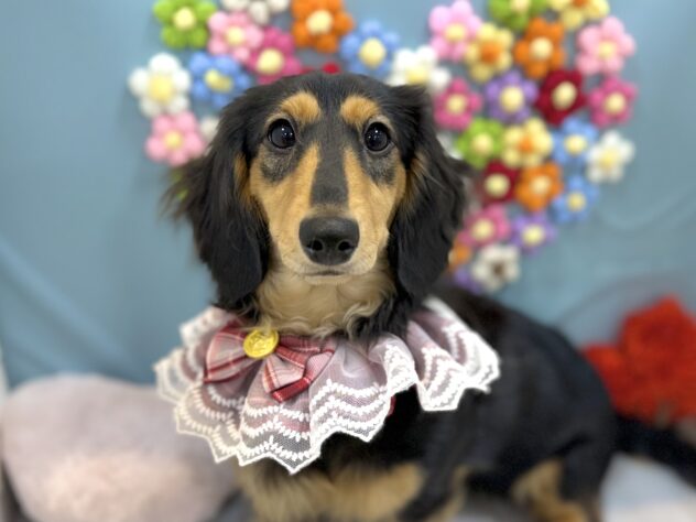 兵庫県のミニチュアダックスフンド(ロング) (ワンキャラット アミーゴ姫路飾磨店/2025年8月7日生まれ/女の子/ブラックタン)の子犬の1枚目の画像