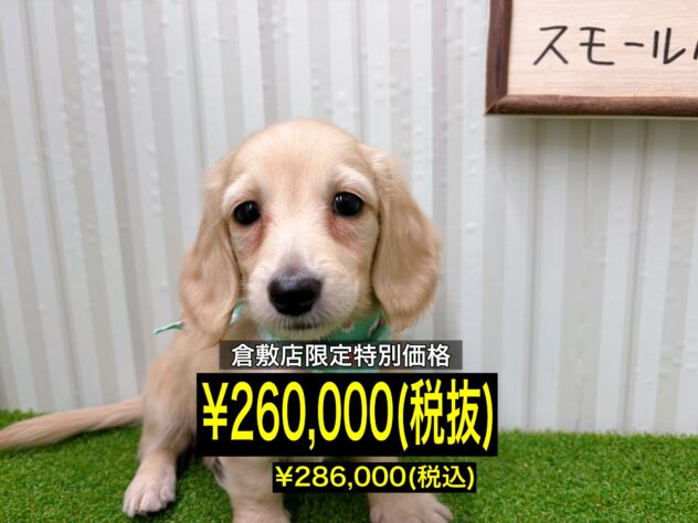 岡山県のミニチュアダックスフンド(ロング) (アミーゴ倉敷店/2026年1月19日生まれ/女の子/イエロー)の子犬