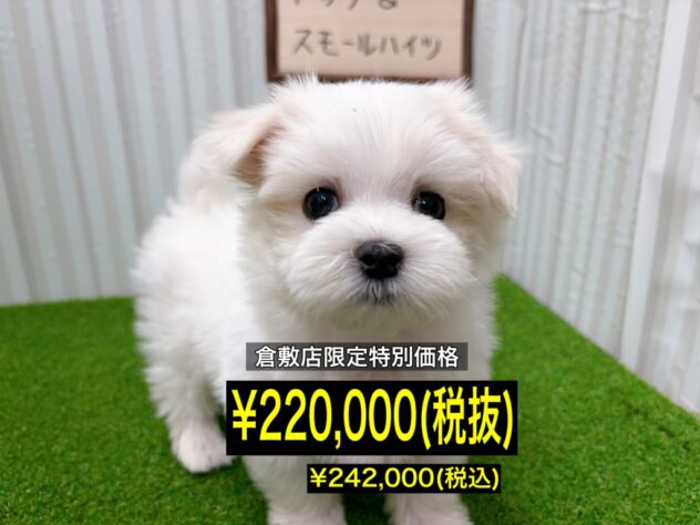 岡山県のマルチーズ (アミーゴ倉敷店/2026年1月19日生まれ/男の子/ホワイト)の子犬