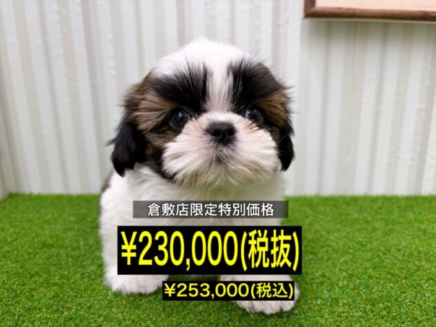 岡山県のシーズー (アミーゴ倉敷店/2026年1月18日生まれ/男の子/ホワイトゴールド)の子犬