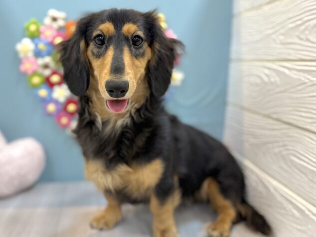 兵庫県のミニチュアダックスフンド(ロング) (ワンキャラット アミーゴ姫路飾磨店/2025年8月7日生まれ/女の子/ブラックタン)の子犬の2枚目の画像